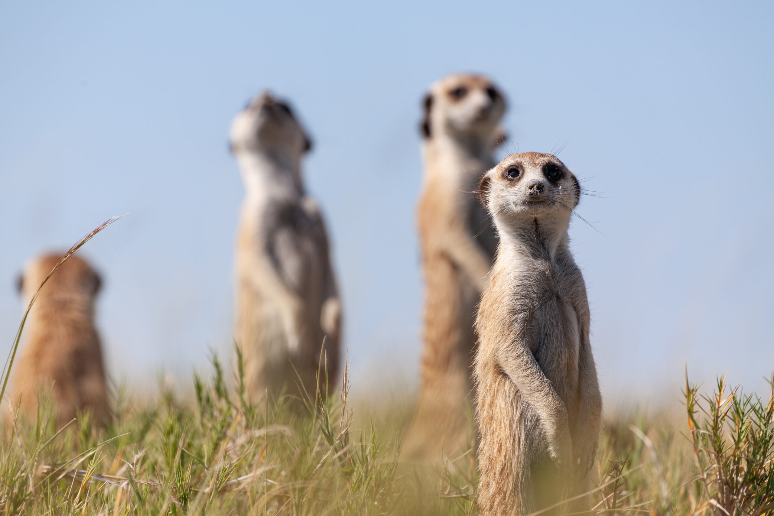 Meerkat,Looking,At,Savannah,Africa